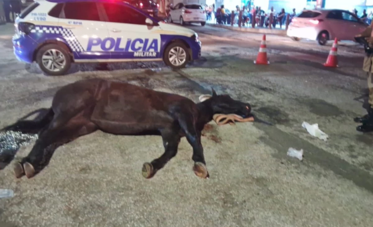 imagem da noticiaAnimal que participou de cavalgada morre no sul do Tocantins e caso revolta moradores: 'Maus-tratos'