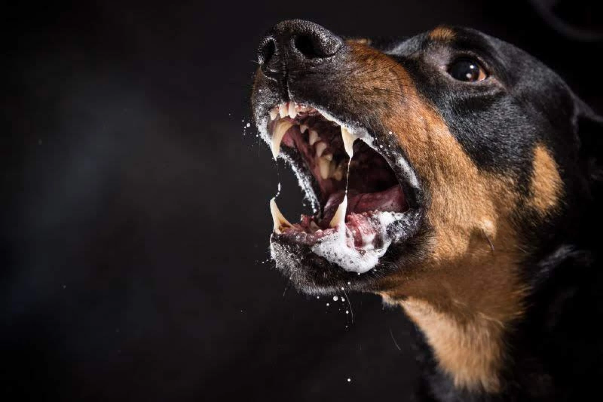 imagem da noticiaRaiva é confirmada em cadela em Palmas e autoridades reforçam cuidados com animais e vacinação anual