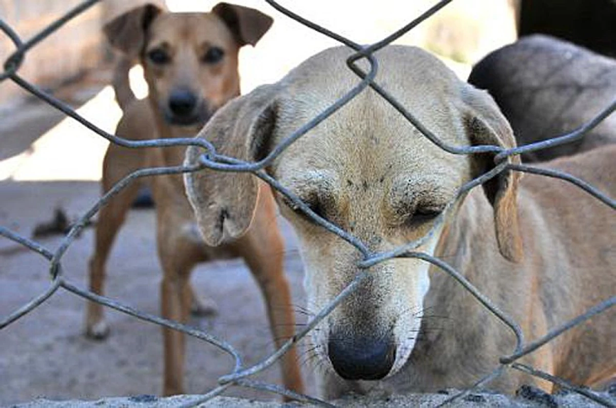 imagem da noticiaJustiça proíbe prefeitura de sacrificar cães e gatos no Tocantins e restringe eutanásia a casos previstos em lei